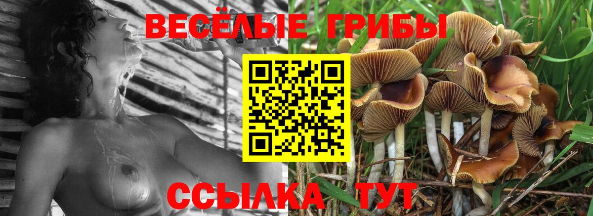 Галлюциногенные грибы мицелий  Вход с VPN  Галлюциногенные грибы Cubensis  Семёнов 